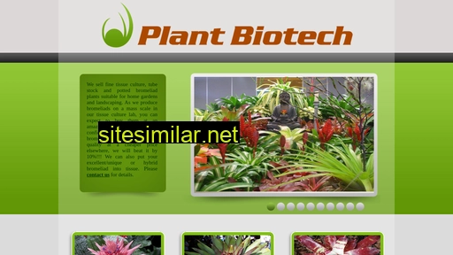 Bromeliads similar sites