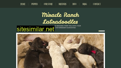 Miracleranchlabradoodle similar sites