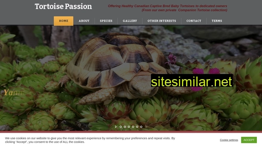 tortoisepassion.ca alternative sites