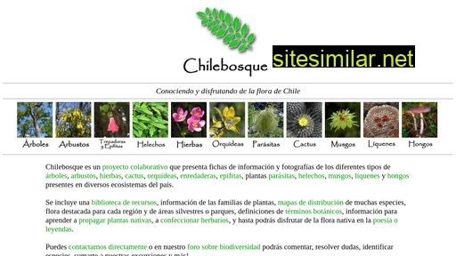 chilebosque.cl alternative sites