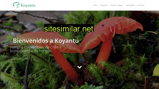 koyantu.cl alternative sites