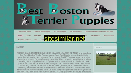 bestbostonterrierpuppies.com alternative sites