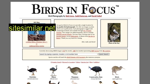 birdsinfocus.com alternative sites