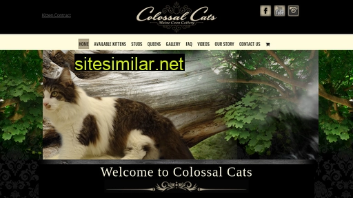 colossalcats.com alternative sites
