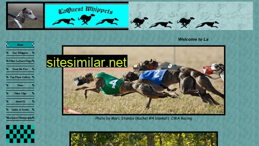 Laquestwhippets similar sites