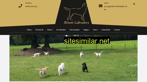 Binoni-labradors similar sites
