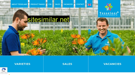 tesselaar-alstroemeria.nl alternative sites