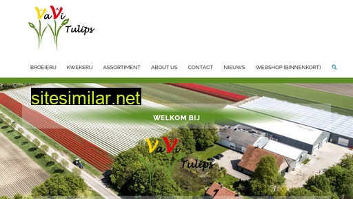 vavitulips.nl alternative sites