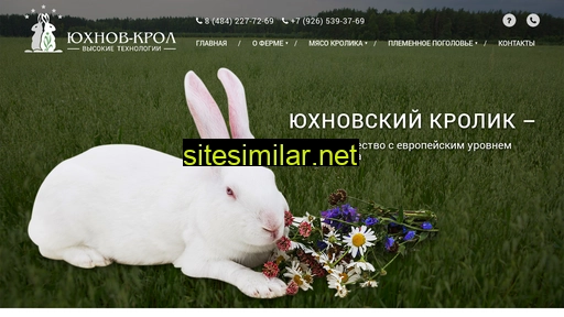 big-rabbit.ru alternative sites