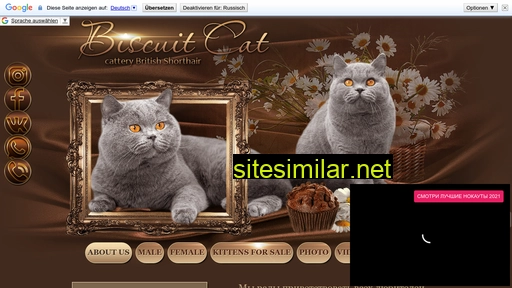 biscuit-cat.ru alternative sites