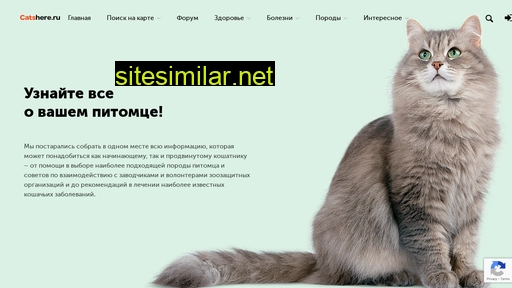 catshere.ru alternative sites